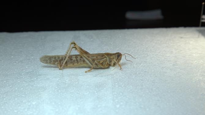 非洲沙蝗。受访者供图