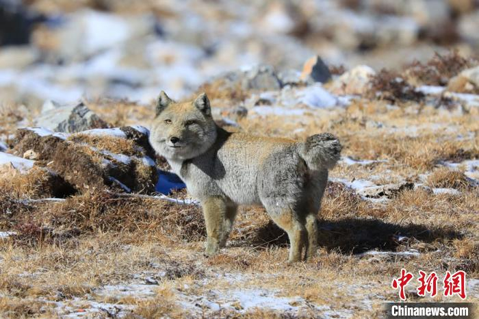     图为甘肃肃南祁连山区拍摄的断尾藏狐。（资料图）　郎文瑞　摄