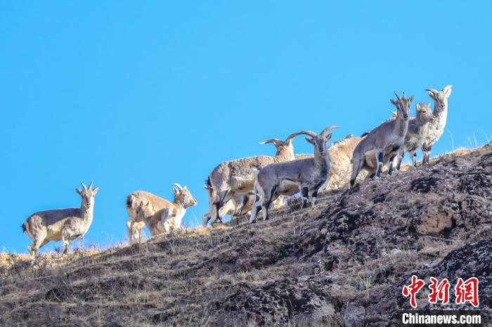 图为甘肃肃南祁连山区拍摄的普氏原羚(黄羊)。(资料图) 郎文瑞 摄