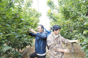 　　今年车厘子品质更好。都市时报记者孟祝斌摄