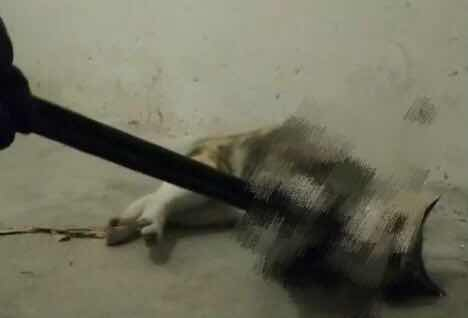 被虐待的流浪猫。 视频截图 