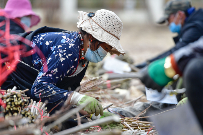 　　在青海省玉树藏族自治州高原千亩林木良种繁育实验基地，当地群众在扦插育苗（3月29日摄）。新华社记者 张龙 摄