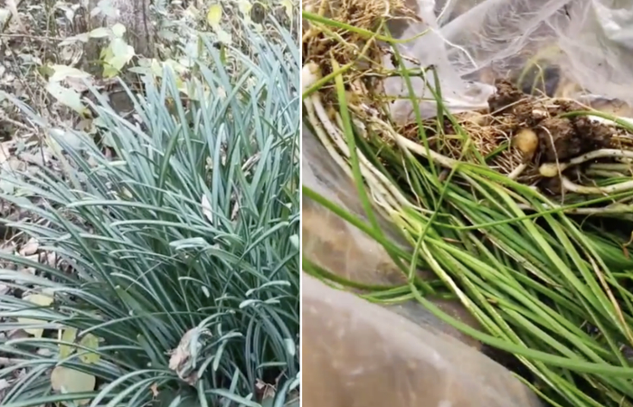 左图：石蒜  右图：野蒜