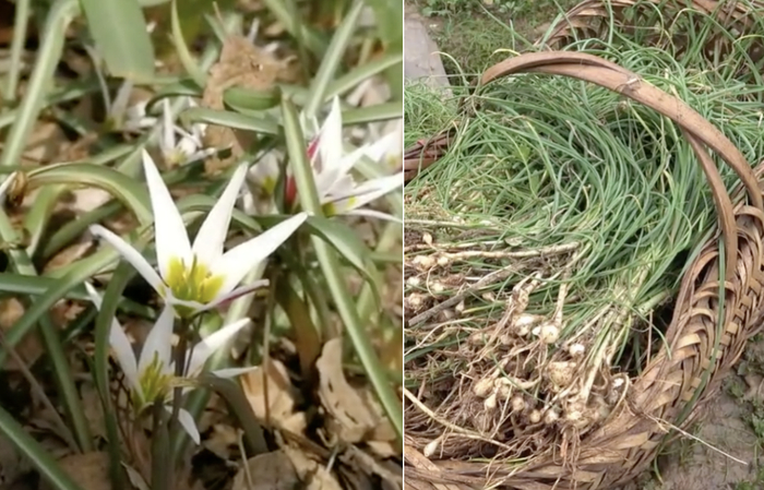 左图：老鸦瓣 右图：野葱