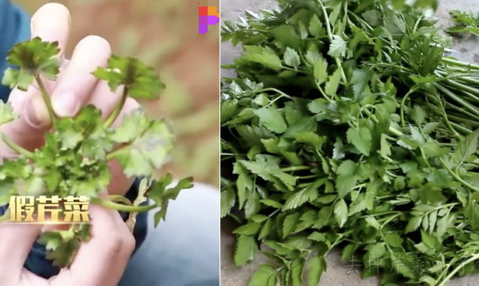 左图：石龙芮 右图：野芹菜