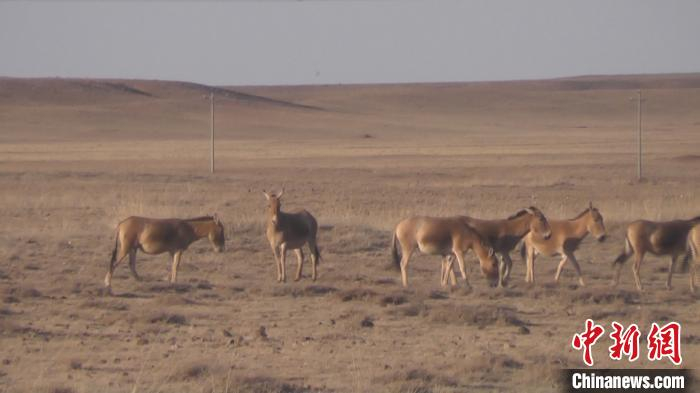     图为在内蒙古生活的蒙古野驴 。　陈志鸣　摄
