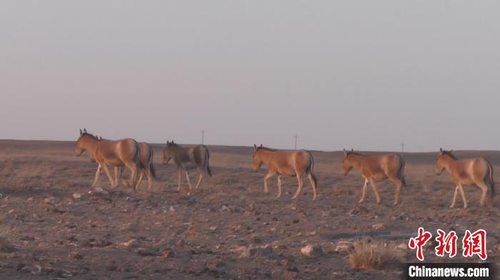 图为在内蒙古生活的蒙古野驴 。　陈志鸣 摄