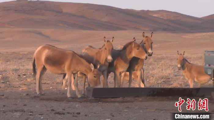 图为在内蒙古生活的蒙古野驴 。　陈志鸣 摄