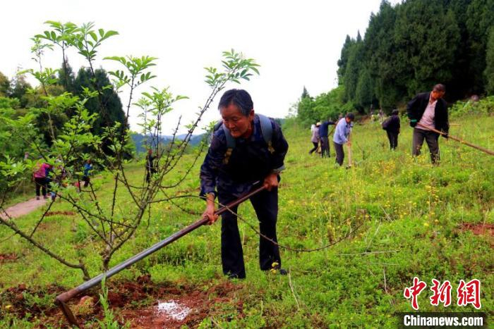 西充天兴桥村附近村民在花椒产业基地除草。　赵荣 摄