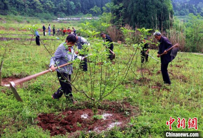     西充天兴桥村花椒产业基地。　赵荣　摄