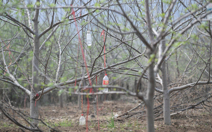 在树枝上系水瓶用来压枝。新京报记者王颖 摄