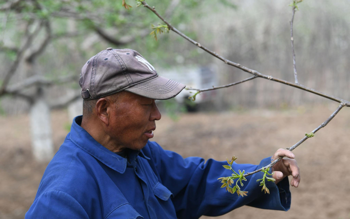 安师傅在检查发出的嫩芽。新京报记者王颖 摄
