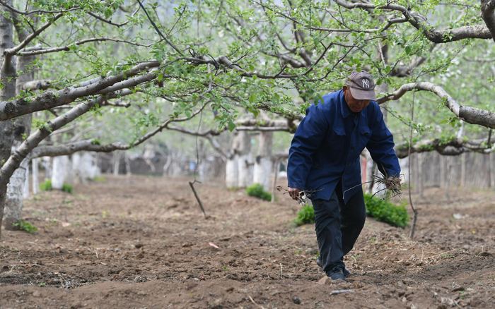 安师傅在果园里清理树枝。新京报记者王颖 摄