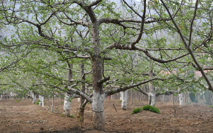 星星点点的花点缀在树叶中间。新京报记者王颖 摄
