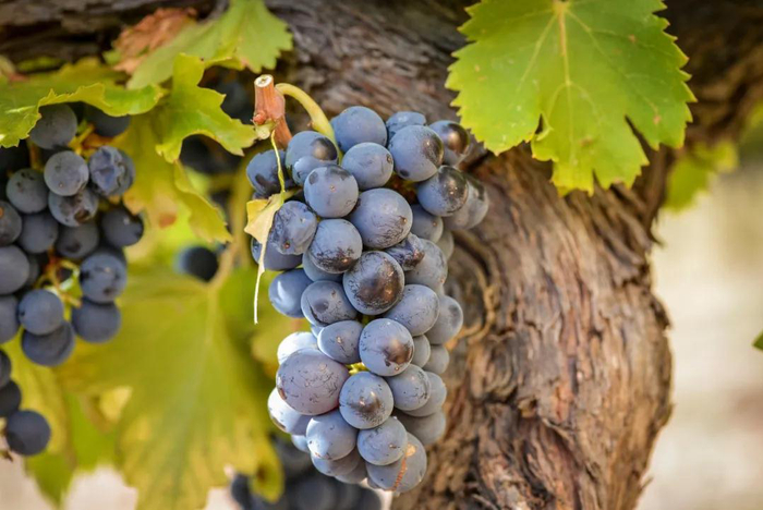 *图片来源于网络