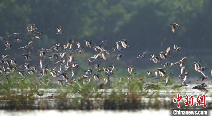     每年冬天，大批候鸟到广东过冬（资料图）。广东省林业局 供图