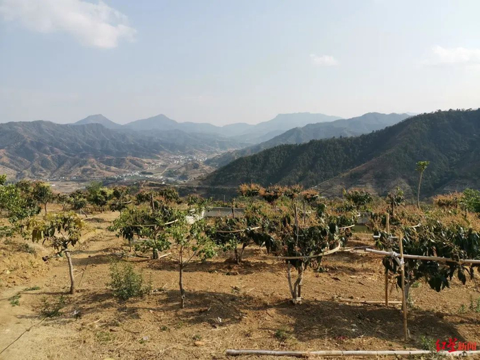 何元能家的芒果树