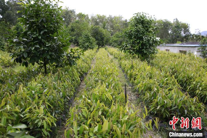 基地里培育的1万株榴莲树苗。　记者王晓斌 摄