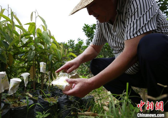     于德胜在基地培育1万株榴莲树苗。　记者王晓斌　摄