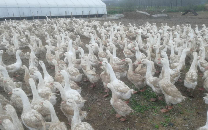 养殖场中目前还有2000余只大鹅。受访者供图