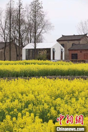 小岭南的油菜花与农舍相映。(合肥市蜀山区委宣传部供图)