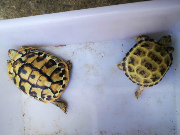 图说：警方查获的乌龟 宝山公安分局供图（下同）