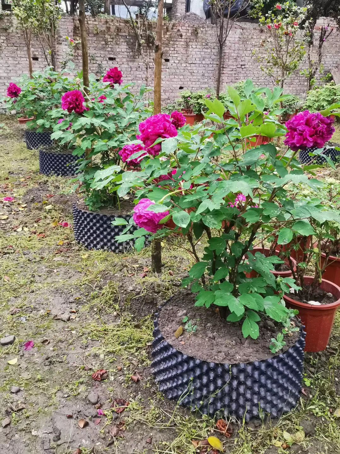 花农种植的牡丹目前以盆栽形式销售。受访者供图