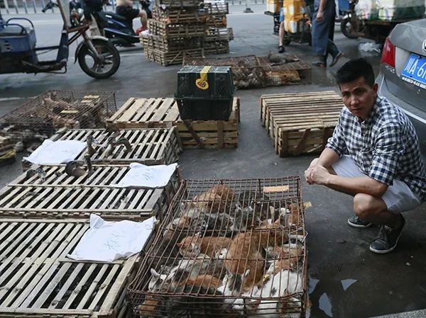 　李坚强去过的狗猫买卖市场，不少狗猫都带着脖圈，他们可能是主人的伴侣动物。受访者供图