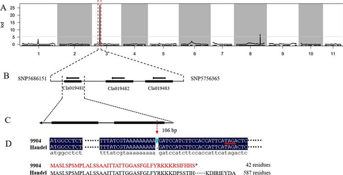 西瓜种皮颜色基因的定位与分析。中国农科院供图