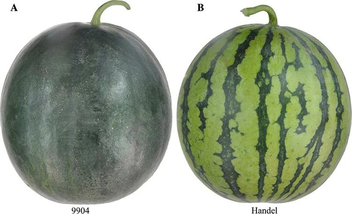 西瓜果皮颜色性状相关基因的定位及分析。中国农科院供图
