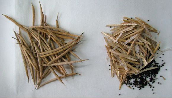 成熟的油菜角果和油菜籽。中国农科院供图 