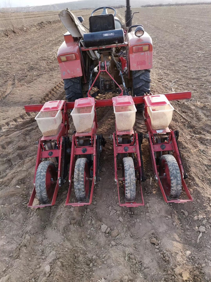 种鹰嘴豆。受访者供图 