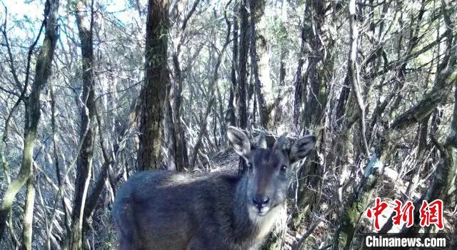 野生中华斑羚 仙居发布供图&nbsp;