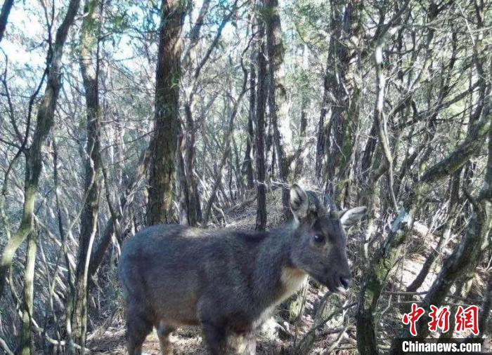 &nbsp;&nbsp;&nbsp;&nbsp;野生中华斑羚。仙居发布供图