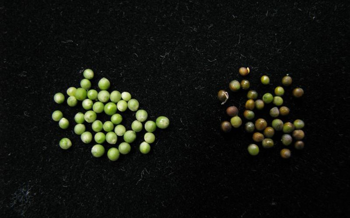 油菜籽。中国农科院供图 