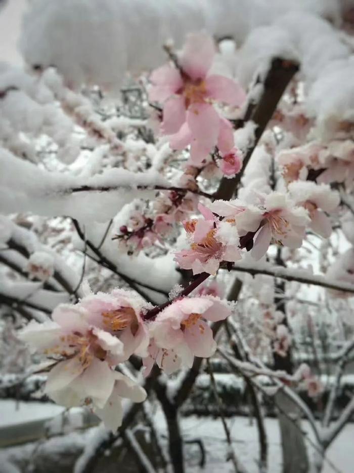 【新世相】固原雪景刷屏！宁夏气象台发布暴雪蓝色预警！路况紧急提醒⋯