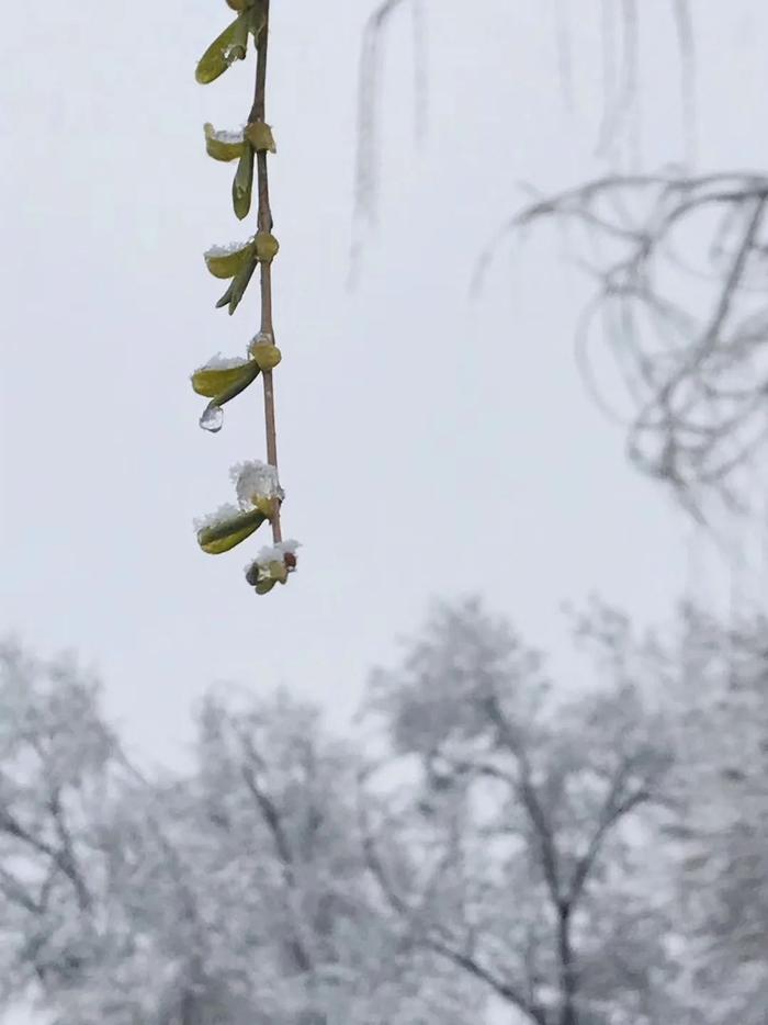 【新世相】固原雪景刷屏！宁夏气象台发布暴雪蓝色预警！路况紧急提醒⋯