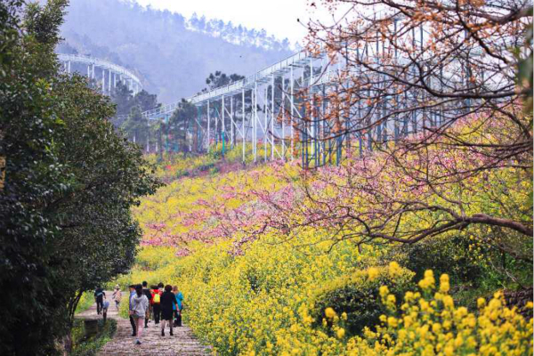 图说：游客举家出游，欣赏盛开的樱花。陈伟业 摄
