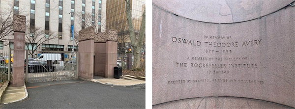 洛克菲勒大学位于纽约市67街的侧门，以纪念埃弗里
