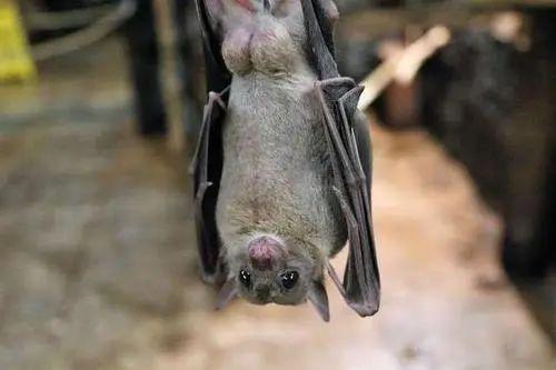 清华大学最新研究：蝙蝠体内发现抗新冠病毒基因，可用来研制抗病毒药物