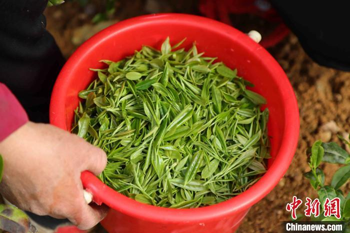 泰山女儿茶现已被评为泰安市级非物质文化遗产。　隋翔 摄