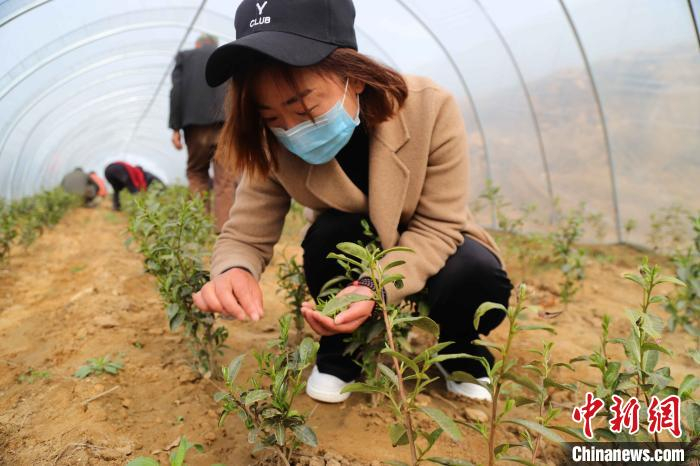 又到采摘时节，茶农正在大棚内采摘清明节前第一茬泰山女儿茶。　隋翔 摄