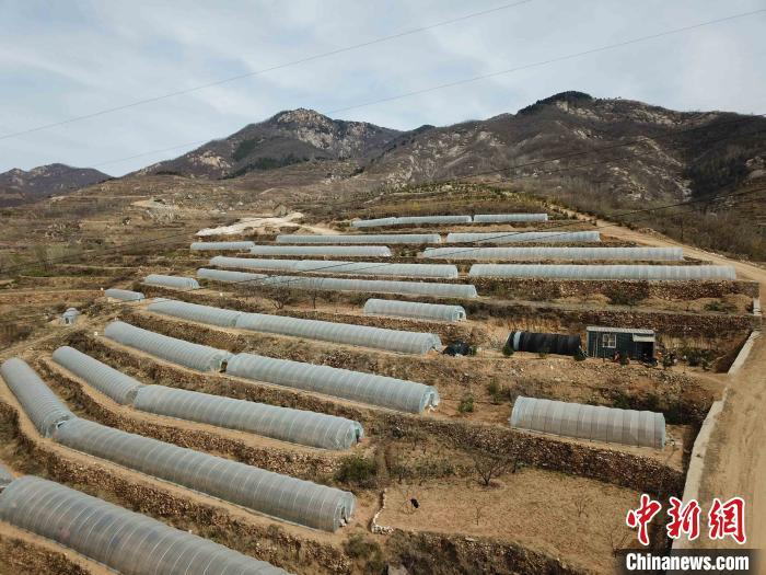 清明节后，村民会将大棚拆除，让茶树完全在自然环境下生长。　隋翔 摄