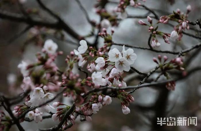 周知！中山公园的樱花开了，想去赏花有要求！附赠放假通知+清明假期天气预报