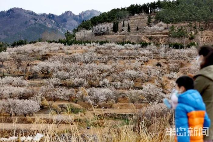 周知！中山公园的樱花开了，想去赏花有要求！附赠放假通知+清明假期天气预报