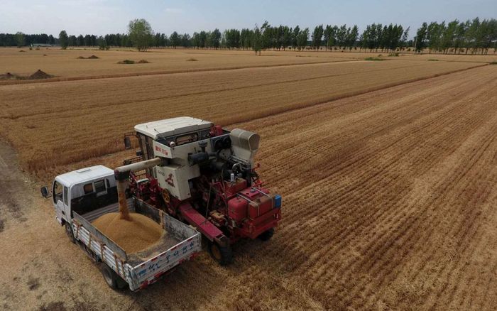 河南南阳麦收资料图。新京报记者 王巍 摄