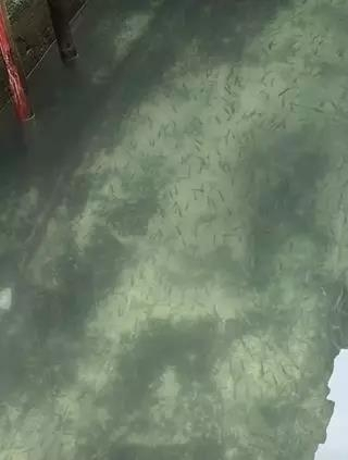 图说：威尼斯运河再现鱼群。图片来源：欧洲时报意大利版