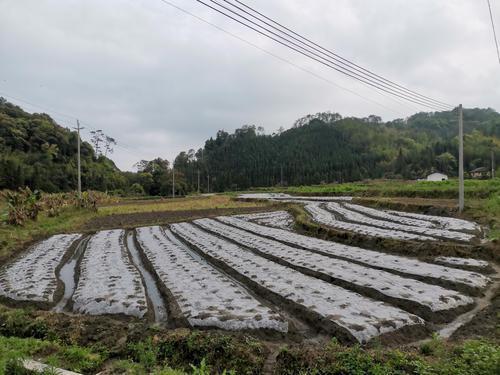 韶关仁化厚坑村：干群齐心，谱写脱贫致富新篇章