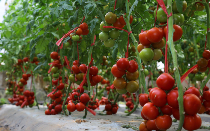 展区一角布置的种植蔬菜。受访者供图