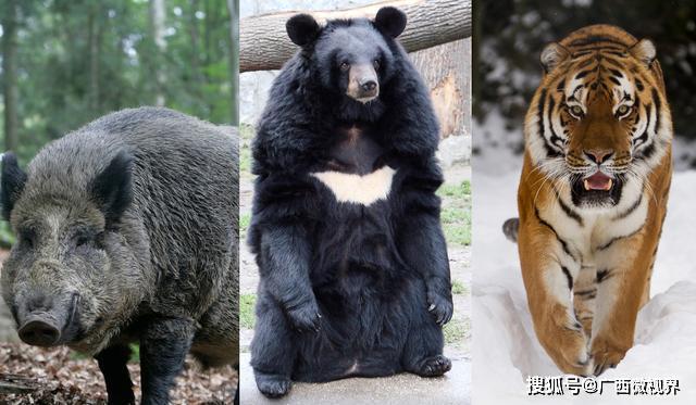 野猪、黑熊并不比老虎厉害，一猪二熊三老虎不是实力的排序